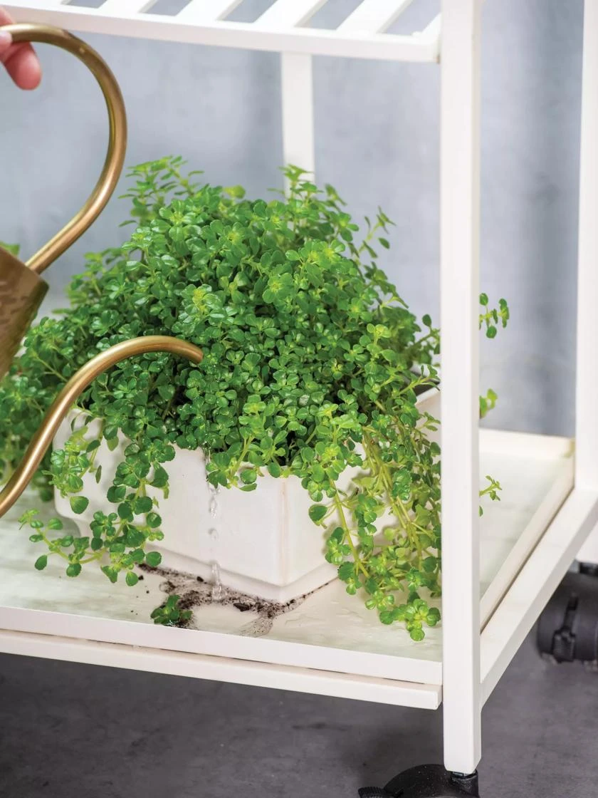 Oslo Grow Light Garden Trays, Set Of 2 - Image 2