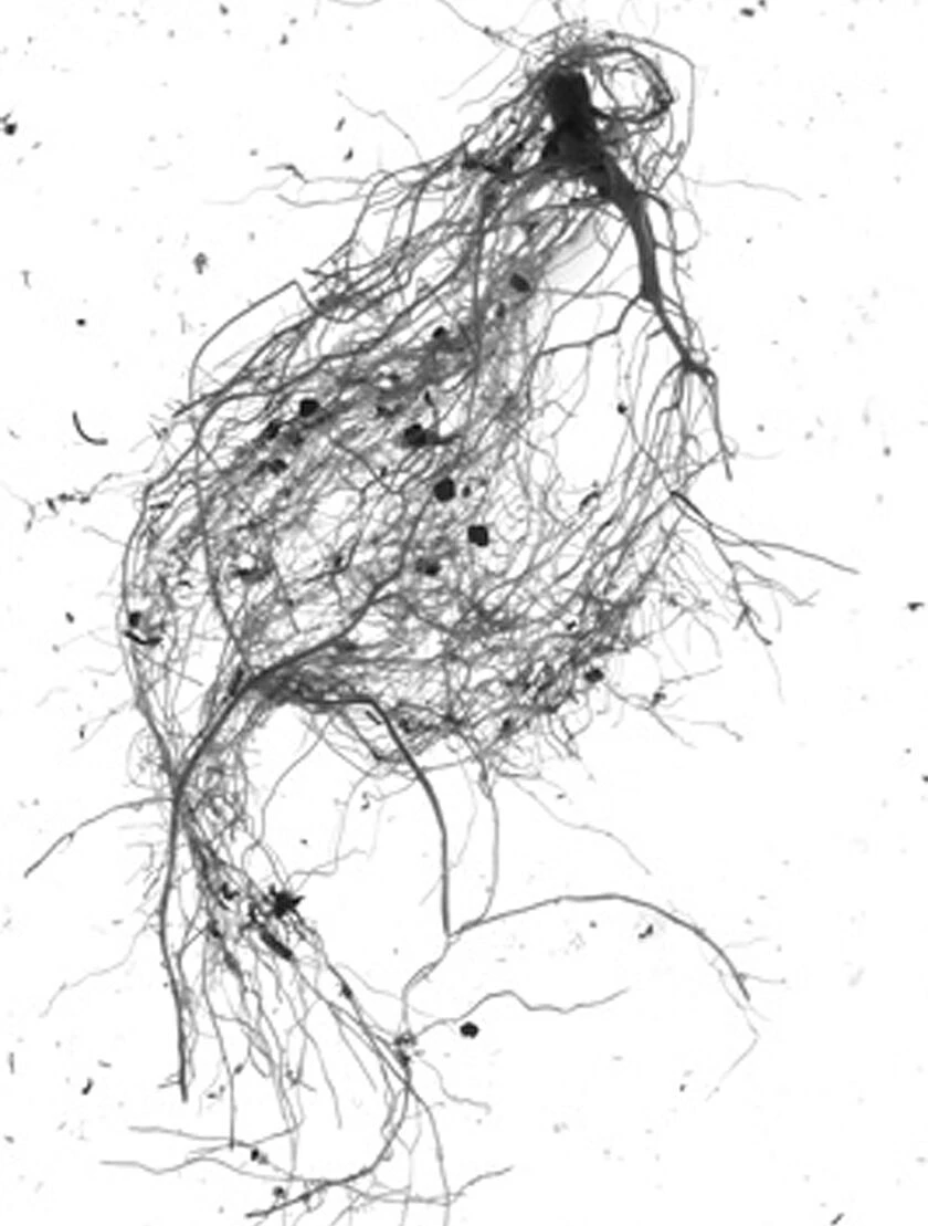 GrowLab® Compact 3-Tier Light Garden With Classroom Guide - Image 5